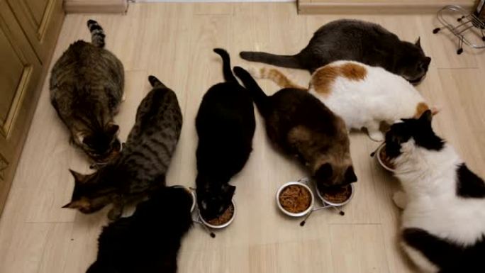 许多猫一起吃饭