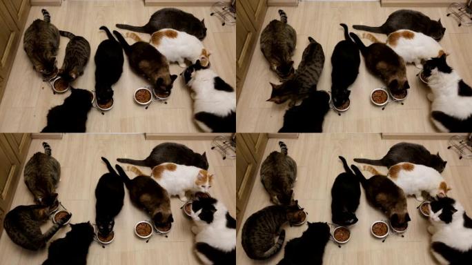 许多猫一起吃饭