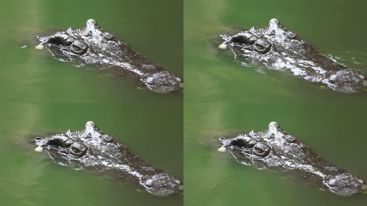 暹罗鳄鱼从水里偷看