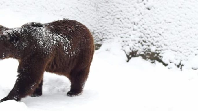 大自然冬天雪中的棕熊