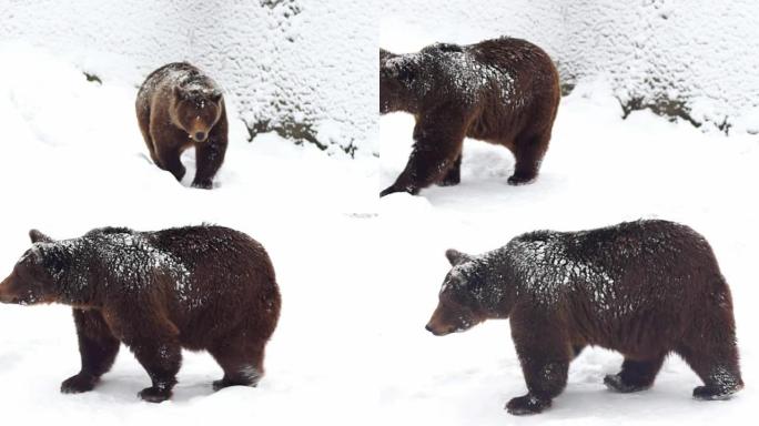 大自然冬天雪中的棕熊