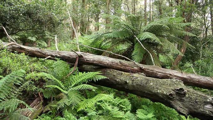 温带雨林-澳大利亚景观