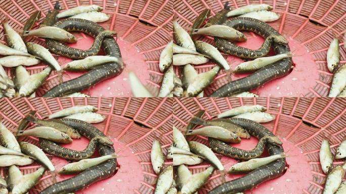 死水蛇与垂死的鱼在一个塑料盆