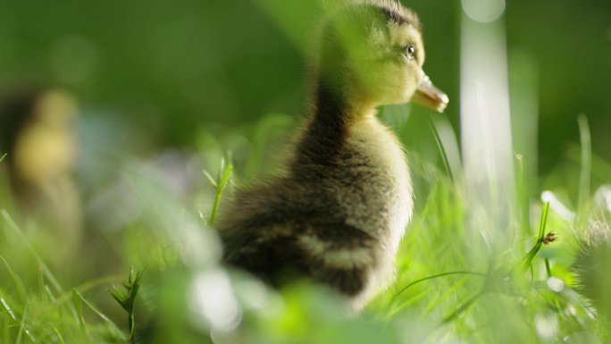 小黄鸭在草丛中张望