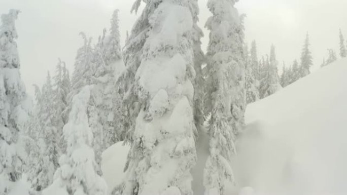 雪冬树上的冻霜-空中无人机飞越-寒冷天气示例