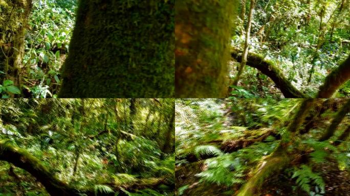 森林中的热带蕨类植物和树木