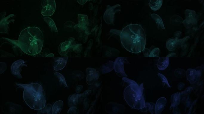 水下五颜六色的水母。紫罗兰色，绿色。水族馆。海洋公园