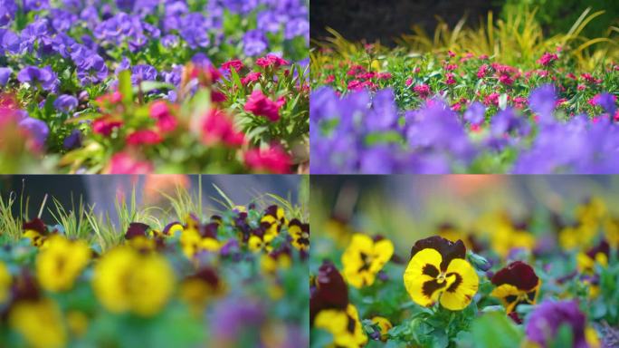 春天来了花朵盛开草木灌丛植被风景视频素材