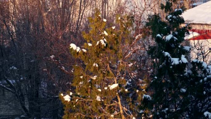 雪中针叶树的顶部和空气扭曲的阳光
