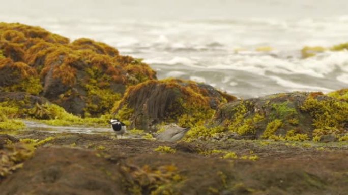 库纳希尔的白w (Motacilla alba lugens)