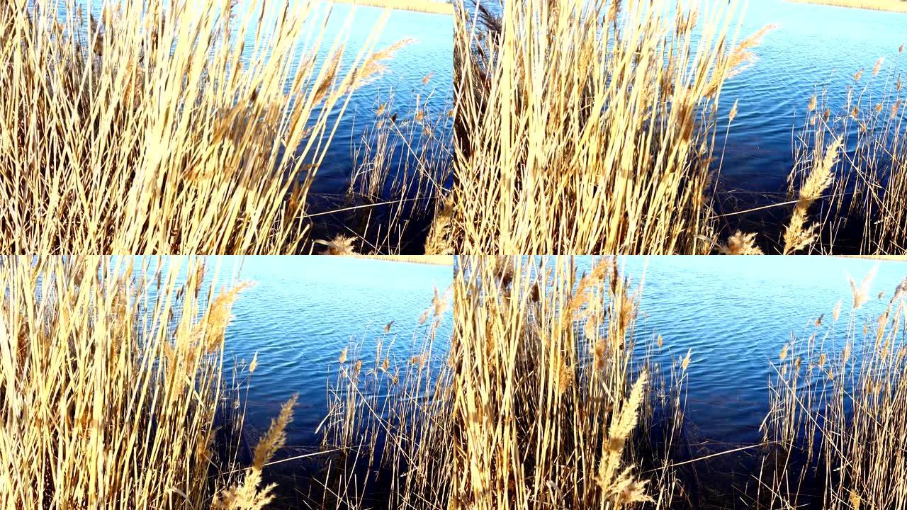 湖底的拐杖。