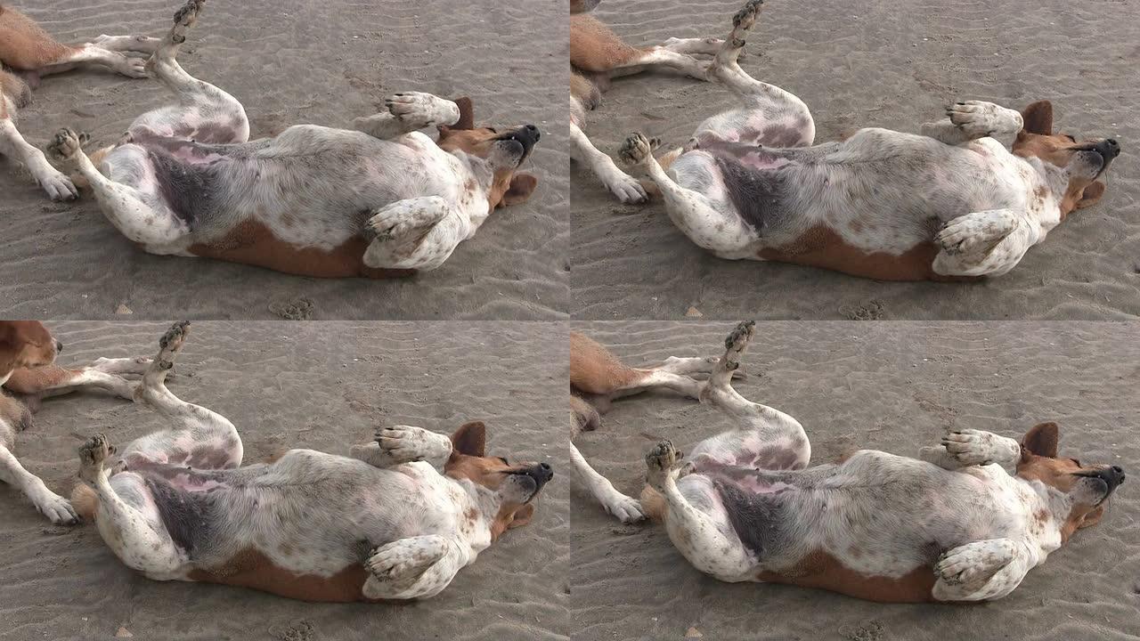 冈比亚沙滩上的狗