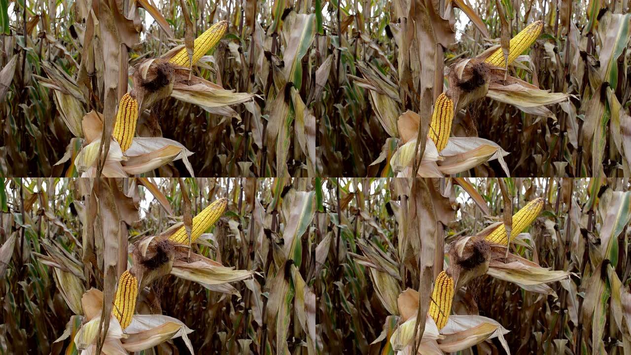 农业玉米地用玉米丝半开玉米