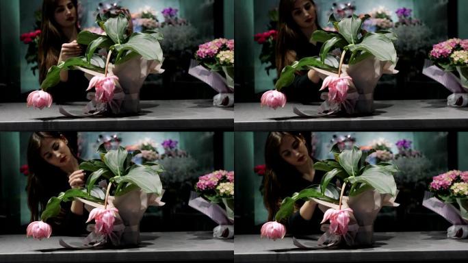 女花店将粉红色的花朵Medinilla装在锅里，放在粉红色的纸上，并进行处理。