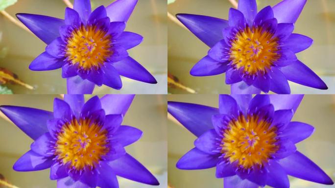 紫莲是美丽的花型之一。