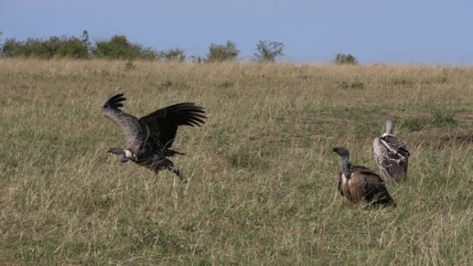 非洲白背秃鹰，非洲gyps africanus，Ruppell's Vulture，gyps rue