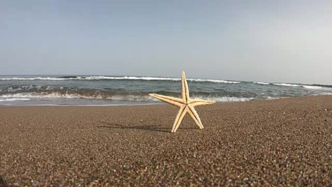 站在海滩上的海星。