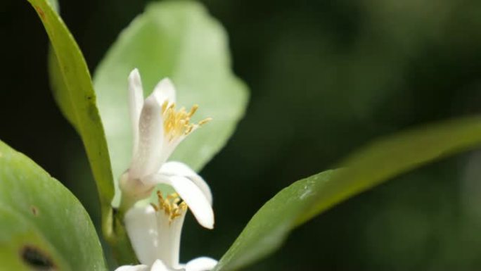 白色打开柠檬水果花浅dop 4K 2160p 30fps超高清镜头-柑橘x利蒙植物芽在花园特写384