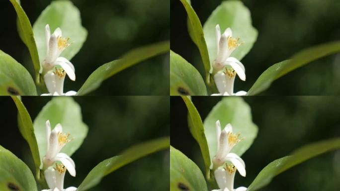 白色打开柠檬水果花浅dop 4K 2160p 30fps超高清镜头-柑橘x利蒙植物芽在花园特写384