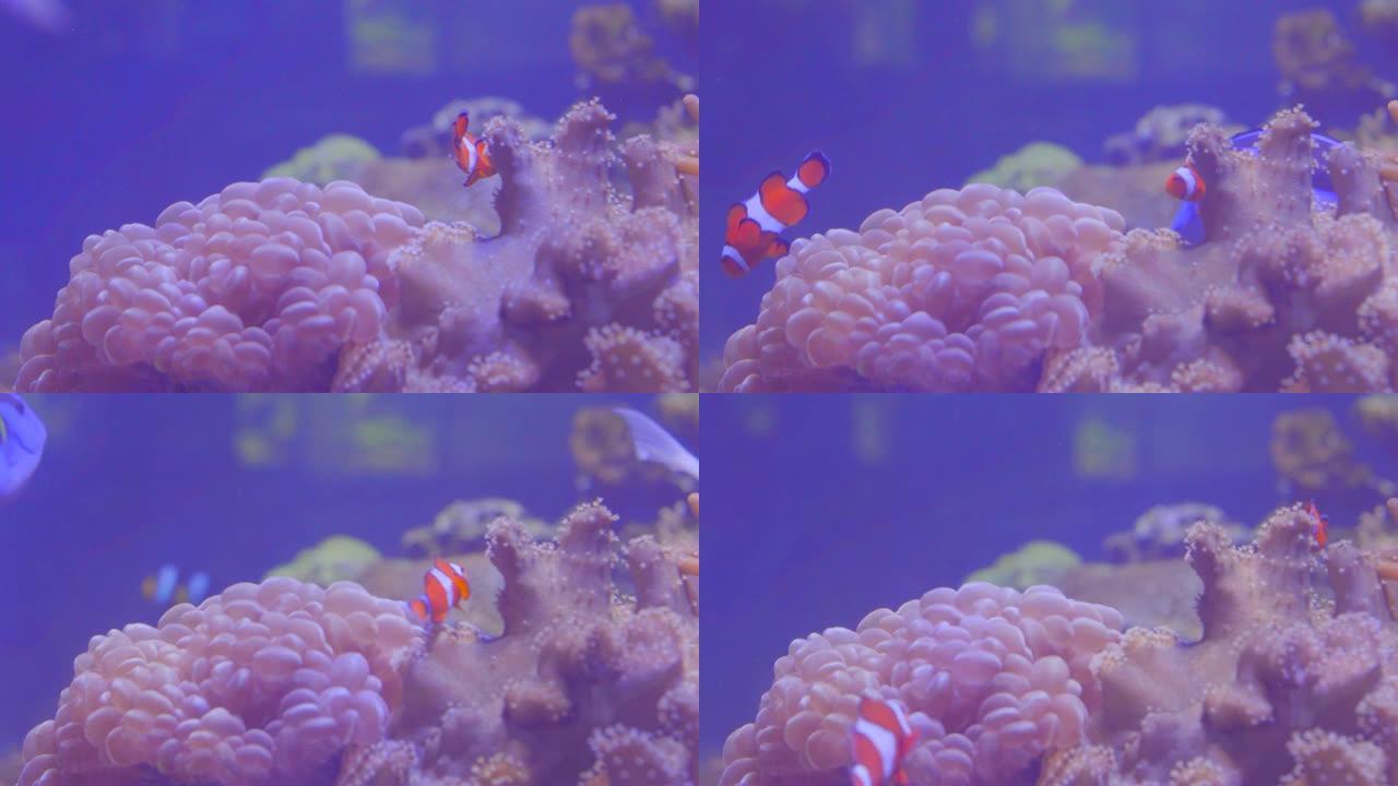 布拉法大学海洋科学研究所鱼缸里美丽的鱼，里面有珊瑚和海花。