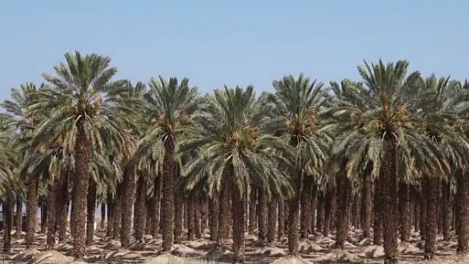 椰枣种植园-死海，以色列