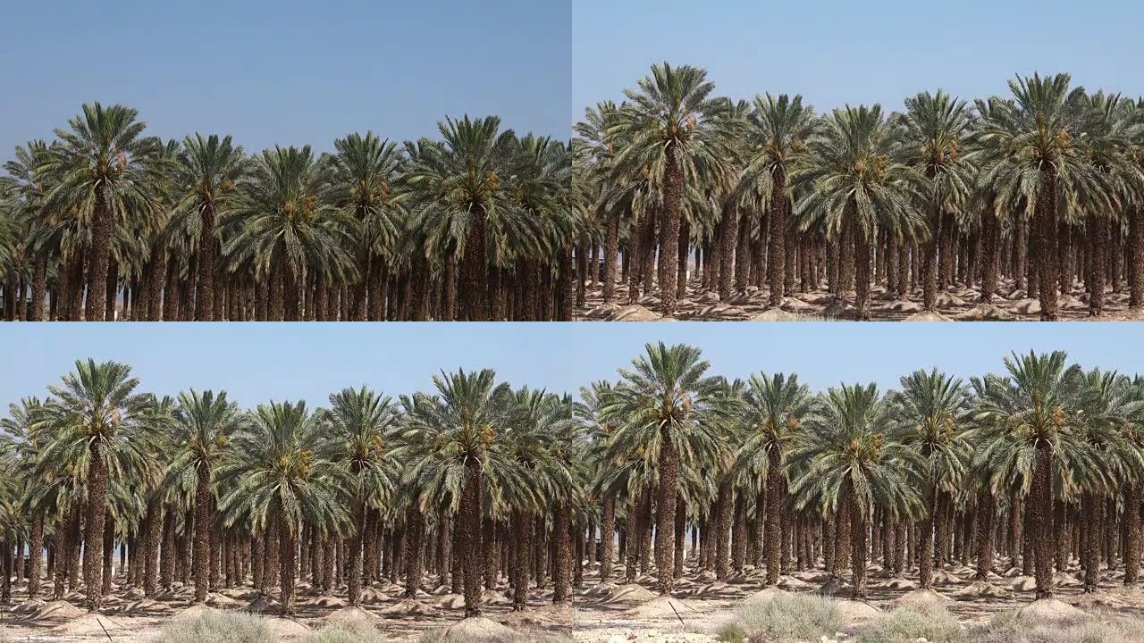 椰枣种植园-死海，以色列