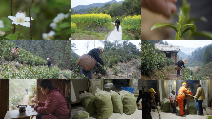 真实茶农采茶叶，农村收购茶叶