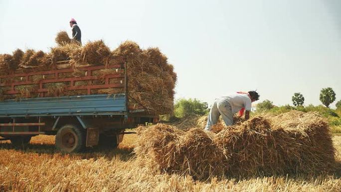 农民们正把一捆捆的稻秆从稻田里装到一辆小卡车上
