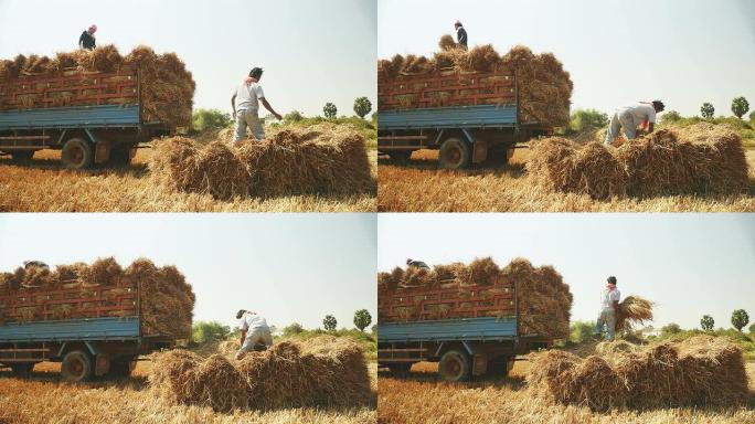 农民们正把一捆捆的稻秆从稻田里装到一辆小卡车上