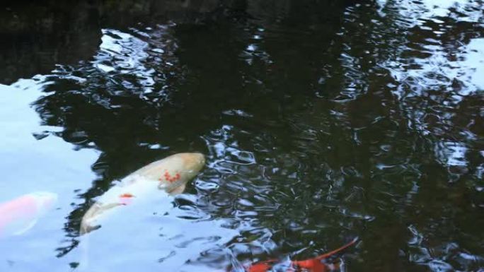 日本静冈gyoko村池塘里的鲤鱼游泳