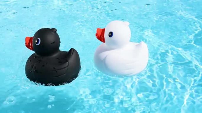 一只黑色和白色的橡皮鸭漂浮在水池清澈的水面上