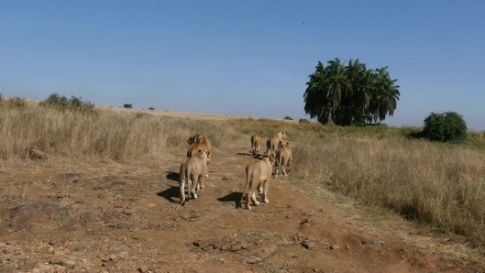 非洲狮子，豹狮子座，萨凡纳集团，肯尼亚内罗毕公园，实时4K
