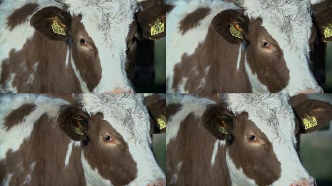 近距离拍摄牛头，耳朵上有可见的碎屑