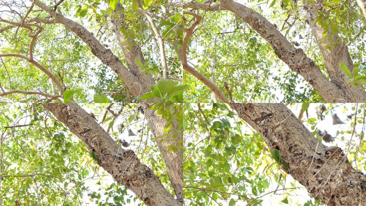 多莉在热带雨林的高树上拍摄了线状巴贝鸟 (Megalaima lineata)。