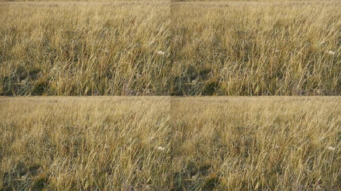 自然黄草在秋天的风中摇曳背景