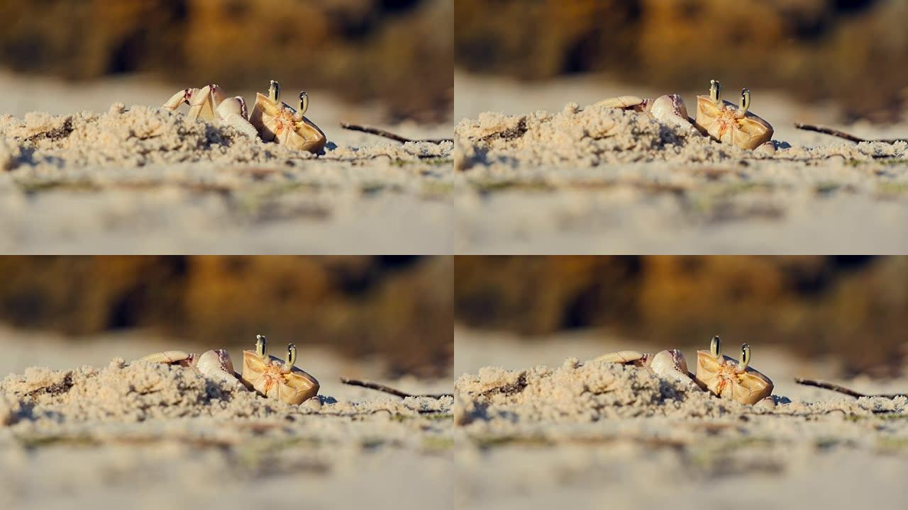 螃蟹在肯尼亚mida creek的海滩上挖洞