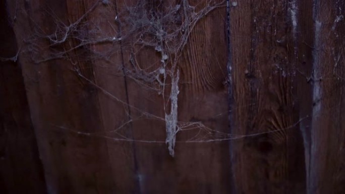 房间木制天花板上的可怕蜘蛛网