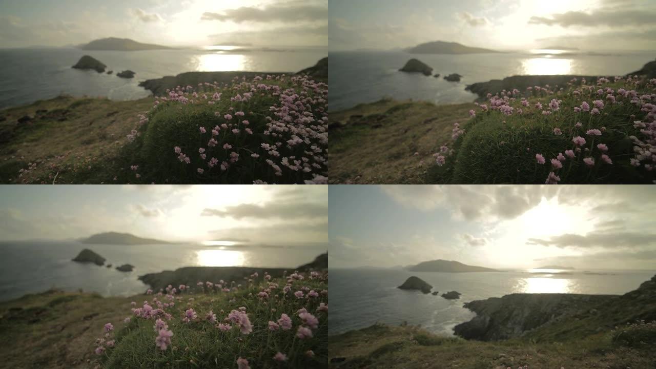 鲜花，海洋和阳光-爱尔兰凯瑞之环-跟踪镜头