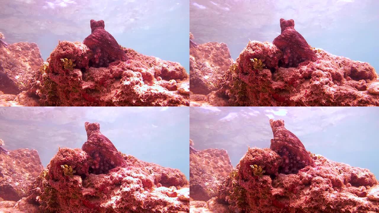 红章鱼坐在岩石上 (仰视)，印度洋，Hikkaduwa，斯里兰卡，南亚