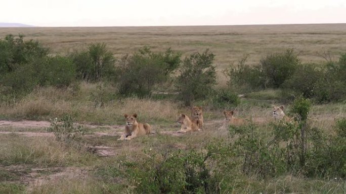 非洲狮子，豹狮子座，萨凡纳的团体，肯尼亚马赛马拉公园，慢动作