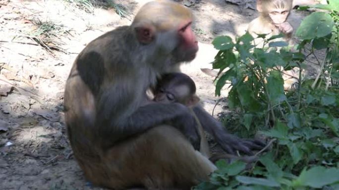 猴子母乳喂养