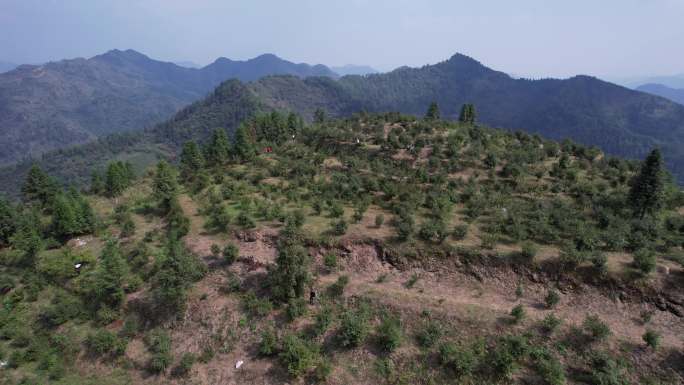 茶山油茶基地