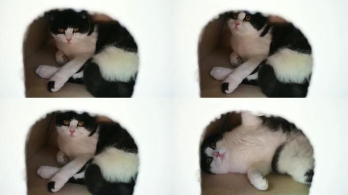 4k特写可爱有趣的懒惰苏格兰折叠猫睡在纸盒里。
