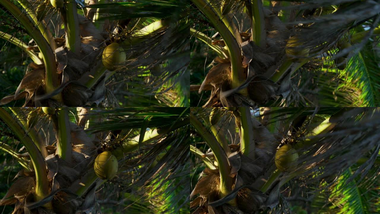 斐济棕榈树的镜头。