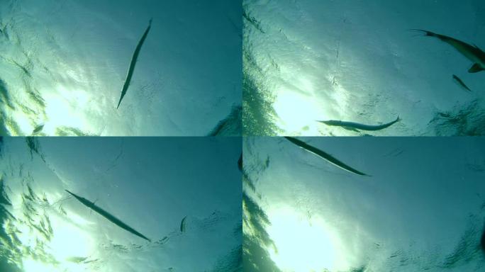 剑齿纹 (aspitontus taeniatus) 清洁Garfish (Belone belon