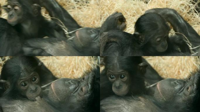 婴儿倭黑猩猩和母亲