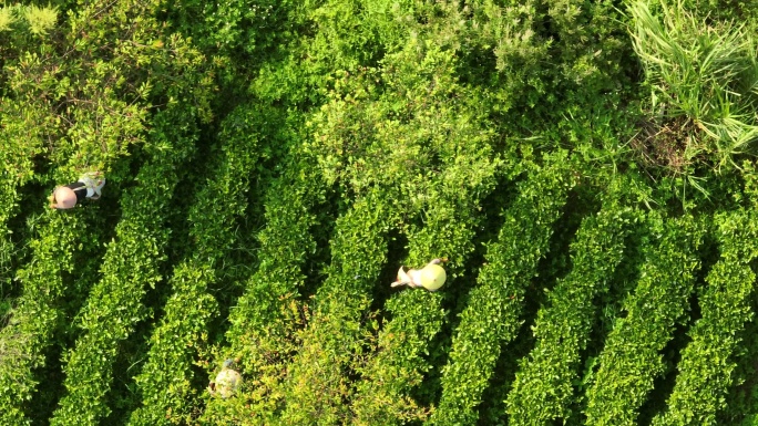 广东英德茶园航拍大片采茶实录风景素材二