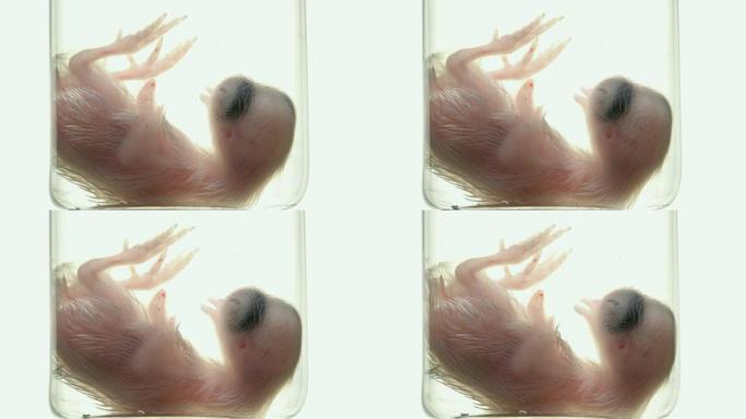 在烧瓶中形成鹌鹑胚胎