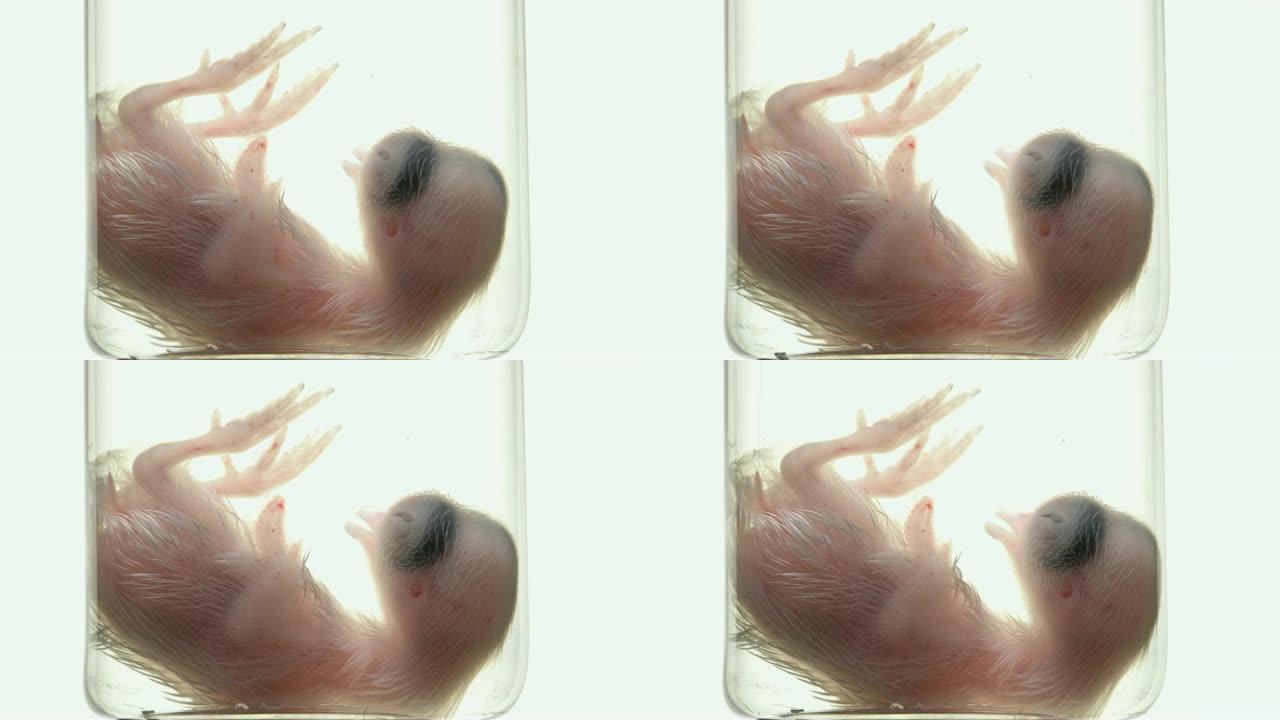 在烧瓶中形成鹌鹑胚胎