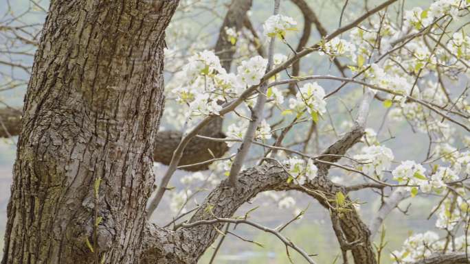 农村四月的梨树开花 4K素材